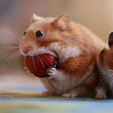 funny hamsters